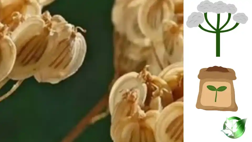 Exporter evaluation for Persian Hogweed should cover specification, packaging, document package, logistics, and full delivered cost.